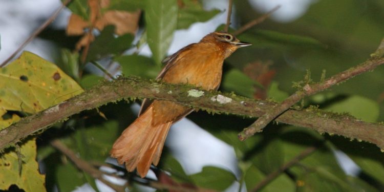 O limpa-folha-do-nordeste é uma das espécies de aves da Mata Atlântica apontada como extinta pelos pesquisadores. Foto: Ciro Albano