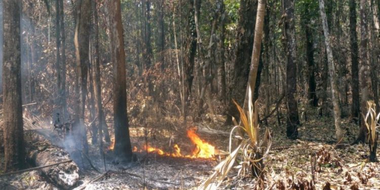 Com base em dados coletados em campo, pesquisadores do Inpe mostram que vegetações de pequeno e médio portes sofrem mais nos primeiros anos após o fogo, mas o impacto na vegetação como um todo pode durar décadas. Estoque de carbono diminui em média 12,8% na área queimada (foto: Aline Pontes-Lopes/Inpe)