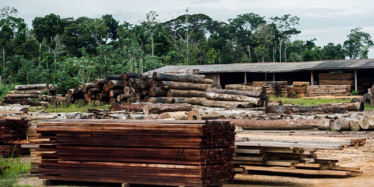 Colniza, MT, Brasil: Toras de madeira em pátio de serraria próximas ao município de Colniza, noroeste do Mato Grosso.  (Foto: Marcelo Camargo/Agência Brasil)