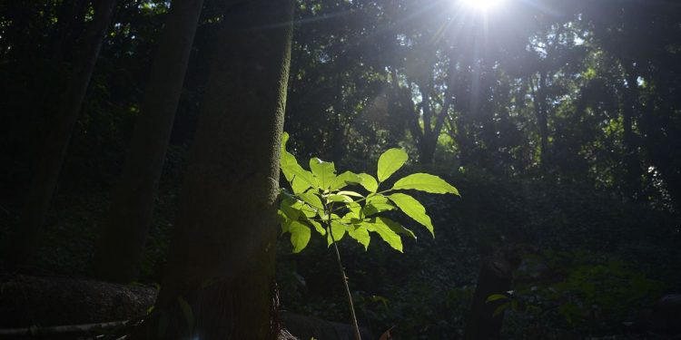 Floresta do Parque Nacional da Tijuca ganha mais 260 mudas de espécies nativas da Mata Atlântica. A ação foi promovida pelos voluntários do Instituto Conhecer para Conservar, do Grupo Cataratas, e de Paineiras Corcovado, no Parque Lage. foto: Tânia Rêgo