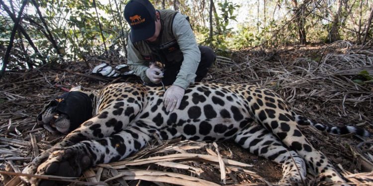 Monitorado desde setembro, quando recebeu um colar de telemetria, a onça Sandro apareceu morto em uma fazendo em Corumbá, no Mato Grosso do Sul. Foto: Gustavo Fonseca/Reprocon