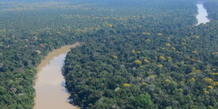 Pesquisadores estudaram uma área de floresta em um ponto remoto do nordeste do Peru - foto: ALVARO DEL CAMPO