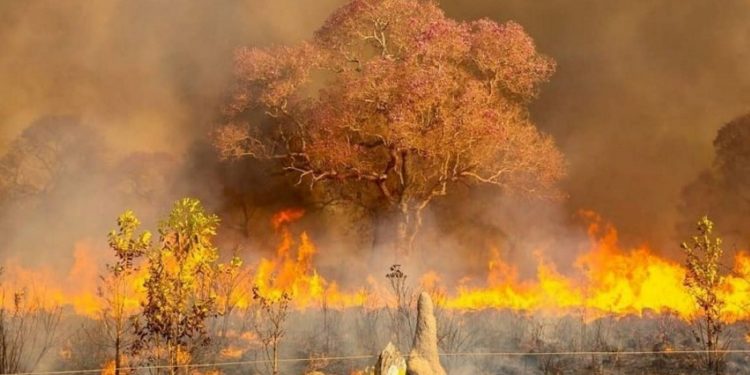 Queimada consumiu quase 30% do Pantanal em 2020, no maior incêndio do século no bioma. Foto: Ernani Júnior/Instituto Homem Pantaneiro.