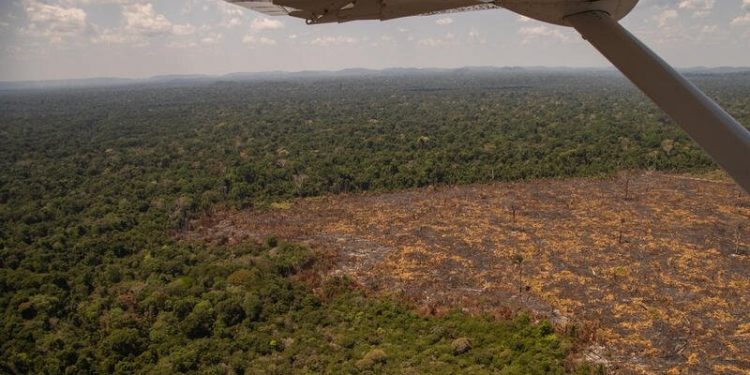 Secas poderão devastar grande parte da Amazônia em 80 anos, segundo pesquisa (Foto: Christian Braga/ Greenpeace)