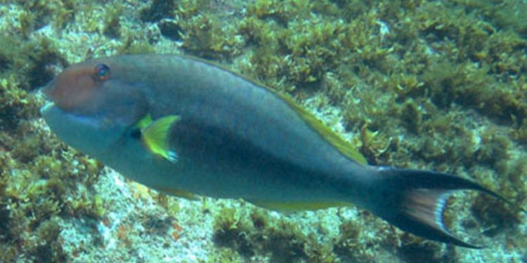 Sparisoma axillare (budião-cinza), ameaçado de extinção. Foto: Krajewski, J.P. /Fishbase.