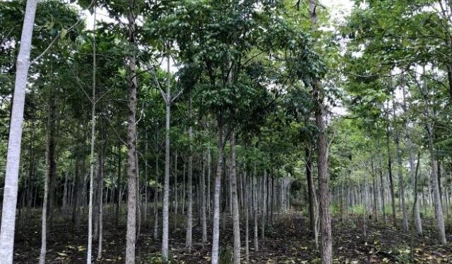 Área de silvicultura de nativas da Symbiosis em Porto Seguro, Bahia (foto: Aurelio Padovezi/WRI Brasil)