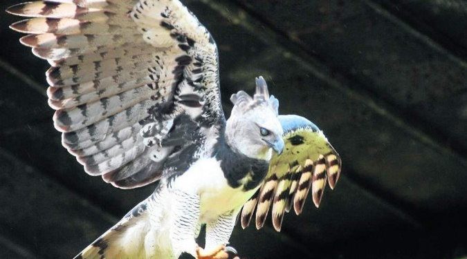 As aves não conseguem mais alimentar os filhotes, mostra estudo em regiões de floresta em Mato Grosso - (crédito: Wenderson Araújo/Esp. CB/D.A Press)