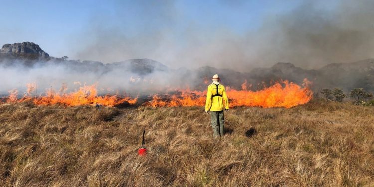 Brigadista durante ação de Manejo Integrado do Fogo para prevenir incêndios. Foto: Vânia Pivello