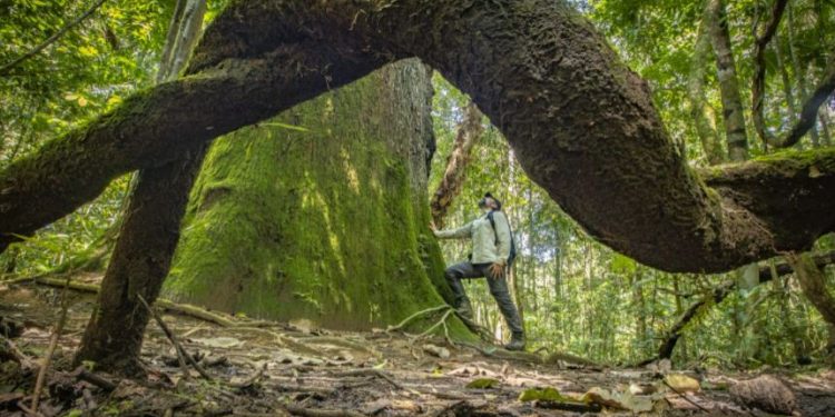 Mais de 30 mil espécies de plantas e incontáveis espécies de aves, mamíferos, répteis e peixes – Divulgação
Crédito: CRISTIAN DIMITRIUS