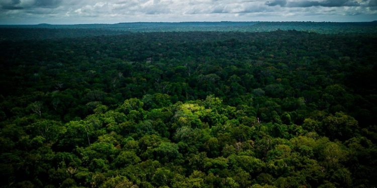 Floresta em Oriximiná, Pará. Foto: Márcio Isensee e Sá.