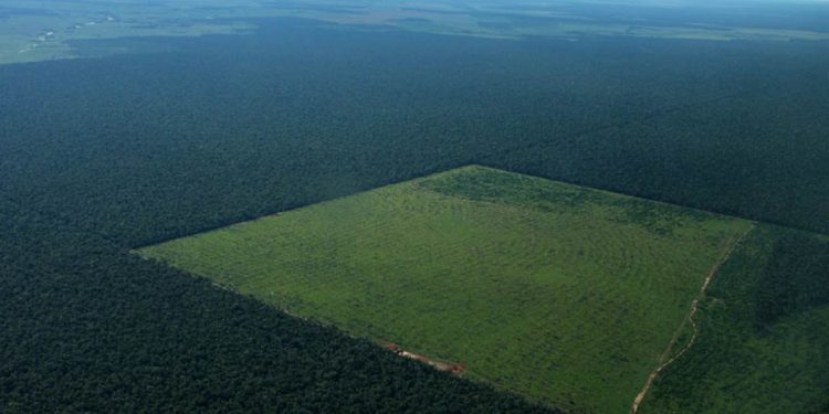 Clareira desmatada na floresta amazônica para a produção agrícola no estado de Mato Grosso. Sob a moratória da soja, as grandes empresas não compram soja produzida na Amazônia brasileira em áreas que foram desmatadas após julho de 2008. Foto: Rhett Butler.