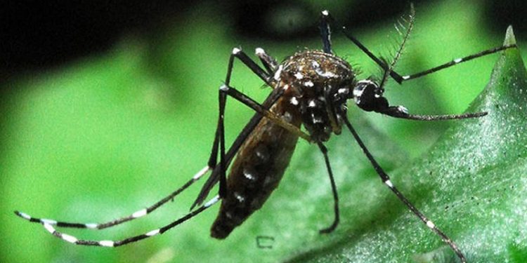 Interferência inadequada na Amazônia favorece disseminação de doenças, como as causadas pelo Aedes (Foto: Divulgação)