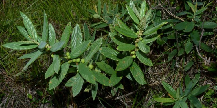 O arbusto viajante Rhamnidium riograndense, descoberto no Rio Grande do Sul. Foto: Maurício Figueira