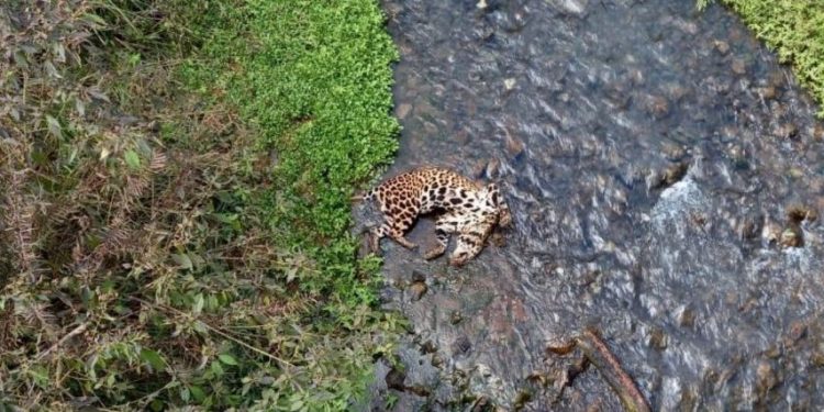 O corpo de Máscara jogado no córrego ao lado da estrada. Foto: Fundação Florestal