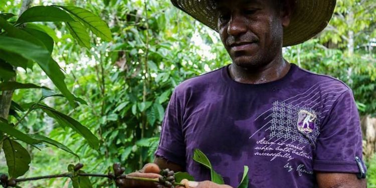 Os agricultores do Café Agroflorestal Apuí produzem café preservando a floresta tropical. Foto: Idesam/divulgação.