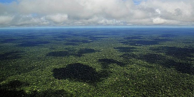 Os investimentos públicos e privados em ciência, tecnologia e inovação para fazer emergir esta nova bioeconomia são extremamente reduzidos - Neil Palmer