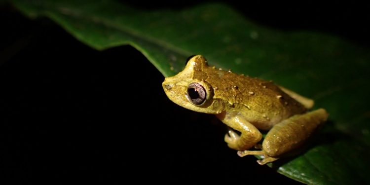 Uma perereca pixinguinha macho, que assume a cor amarela durante a noite. Foto: João Victor Lacerda