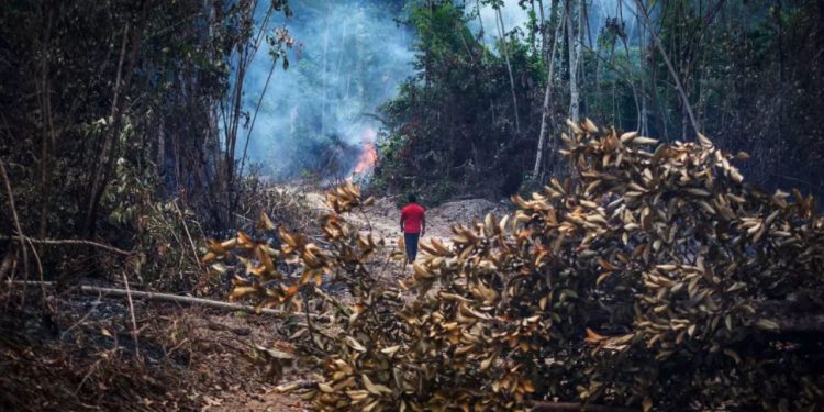 A Amazônia está morrendo” e o Brasil é o principal culpado, diz cientista do Inpe - Agência Pública
Visitar