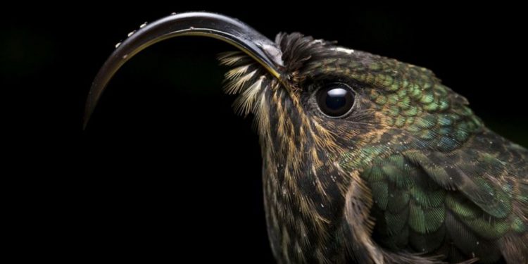 A foto de um beija-flor-de-bico-de-foice, menção honrosa na categoria Vida Selvagem, em 2019. Foto: © Sebastian Di Domenico/TNC Photo Contest 2019