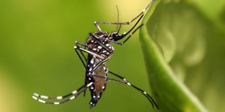 O Aedes aegypti é um exemplo de espécie exótica invasora que causa grande impacto na economia brasileira. Foto: Muhammad Mahdi Karim/Wikimédia.