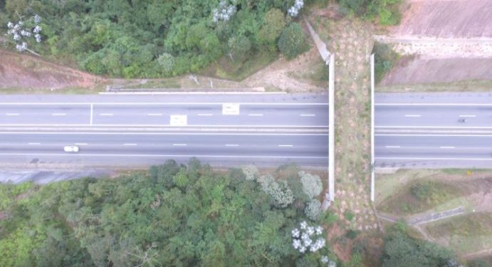 O intuito é ligar dois fragmentos entre a rodovia dos Tamoios. | Foto: PlantVerd