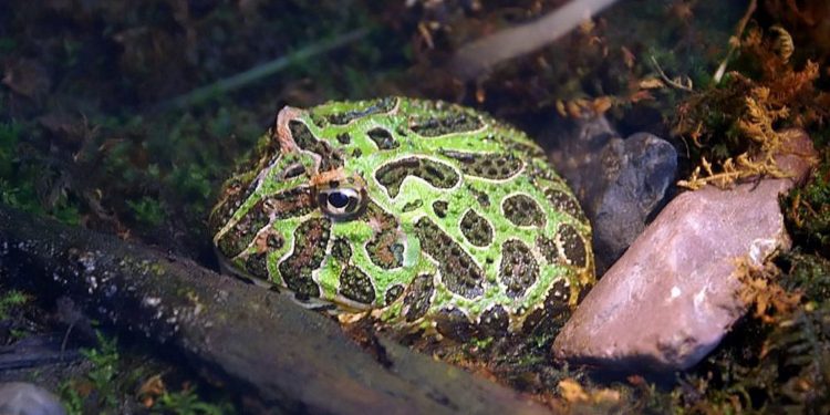 O sapo-de-chifre (Ceratophrys ornata) ocorre no Brasil, Argentina e Uruguai e é um dos mais traficados também através das Redes Sociais. Foto: David J. Stang.