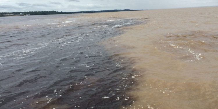 Peixes locais são afetados pela introdução de espécies não-nativas. Foto: Paulo JC Nogueira/Wikimédia.