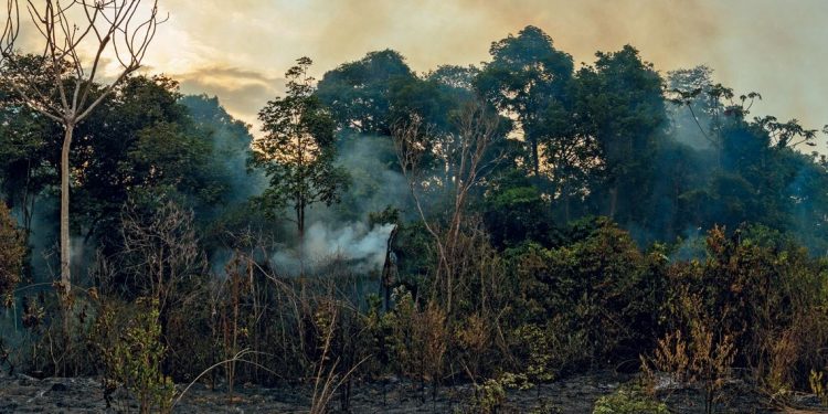 Queimada em área de floresta em Autazes, perto de Manaus, durante o El Niño de 2015/2016, quando houve maior mortalidade de árvores
foto: Aline Pontes Lopes