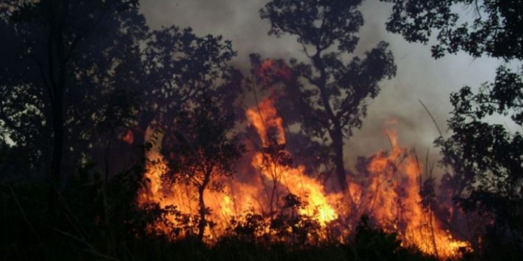 Fogo controlado na Área de Proteção Ambiental do Jalapão, no Tocantins; a redução do material combustível na época das chuvas evita grandes incêndios na estação seca. Foto: Vânia Pivello/IB-USP