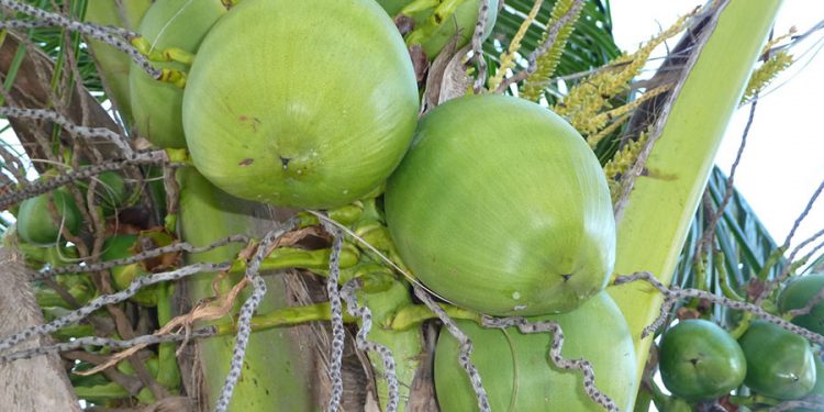 Pesquisadores estudaram o melhor aproveitamento da polpa do coco-verde, disponibilizando novas opções de produtos alimentícios saudáveis