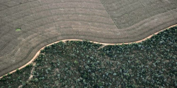 A agropecuária avança para cima das áreas nativas do Cerrado, que perdeu 26,5 milhões de hectares nos últimos 36 anos. Foto: Nelson Almeida/AFP