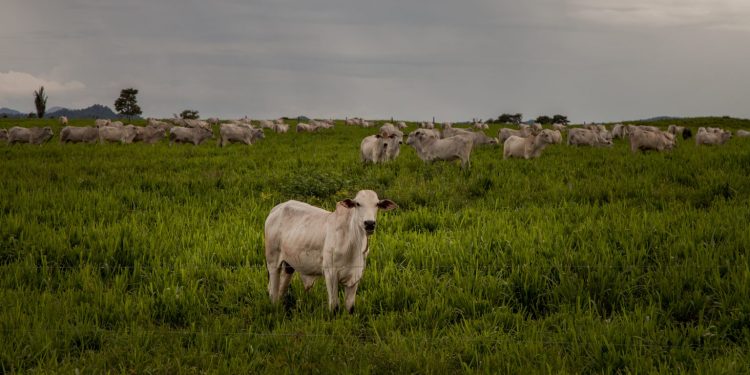 A demanda brasileira por carne bovina deve crescer entre 1,4% e 2,4% ao longo da década, segundo projeções do Ministério da Agricultura e Abastecimento. Foto: Marcio Isensee e Sá