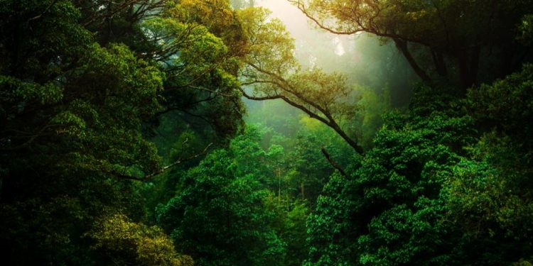 Conheça tudo sobre a Floresta Amazônica!