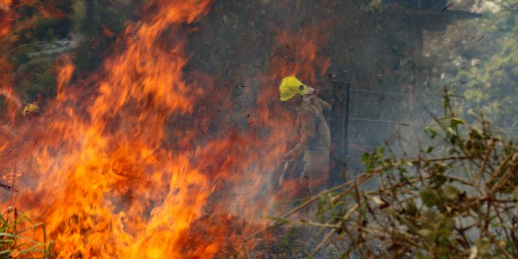 (Foto: Sérgio Vale/Amazônia Real – 20/08/2020)