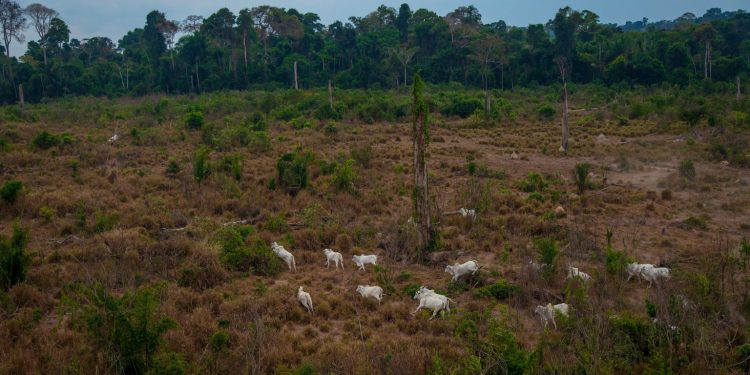 agro pecuária emissões metano