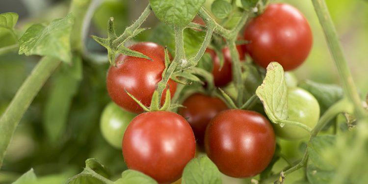 Grupos funcionais do Krill A32 atuam como carreadores de nutrientes para as plantas, eficiência comprovada em cultivos de tomates, pimentões e alface - foto: iStock