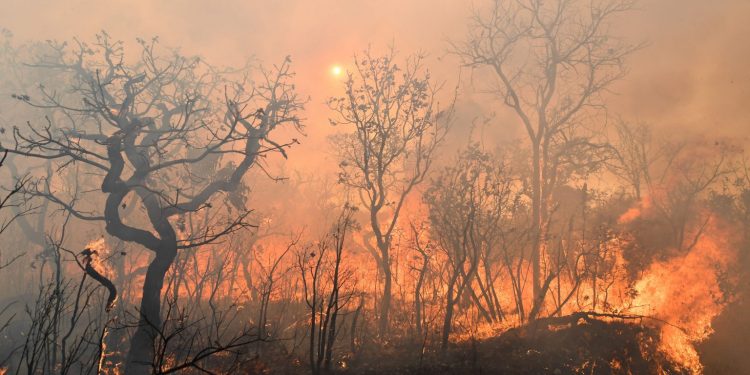 Incêndio na área norte do Parque Nacional de Brasília (PNB), em Brasília, em 30 de agosto de 2017. Foto: Evaristo Sá / AFP