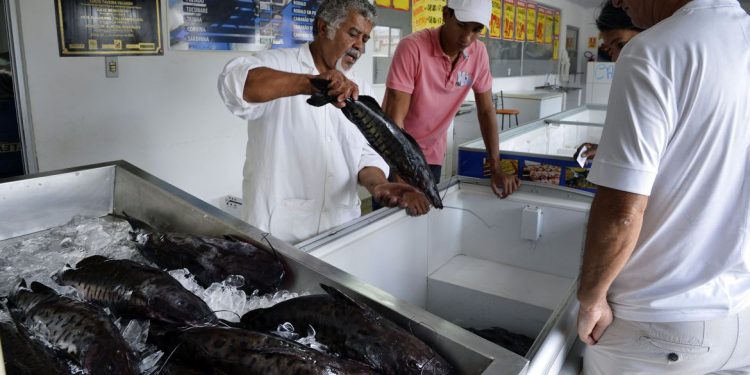 Brasília -  A tradição de comer peixe na sexta-feira Santa, leva consumidores aos mercados de peixe na capital (José Cruz/Agência Brasil)