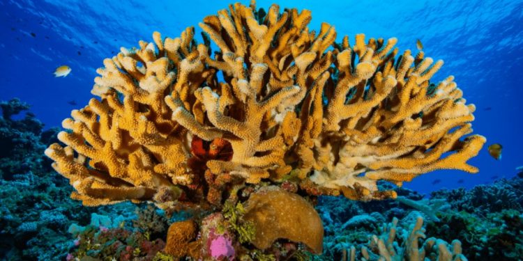 Pocillopora grandis, espécie de coral fotografada no Atol de Rongelap, no Oceano Pacífico. Foto: Greg Asner