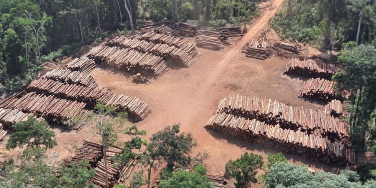 Apreensão de madeira nativa da história do Brasil, feita pela  Polícia Federal na divisa do Pará com o Amazonas