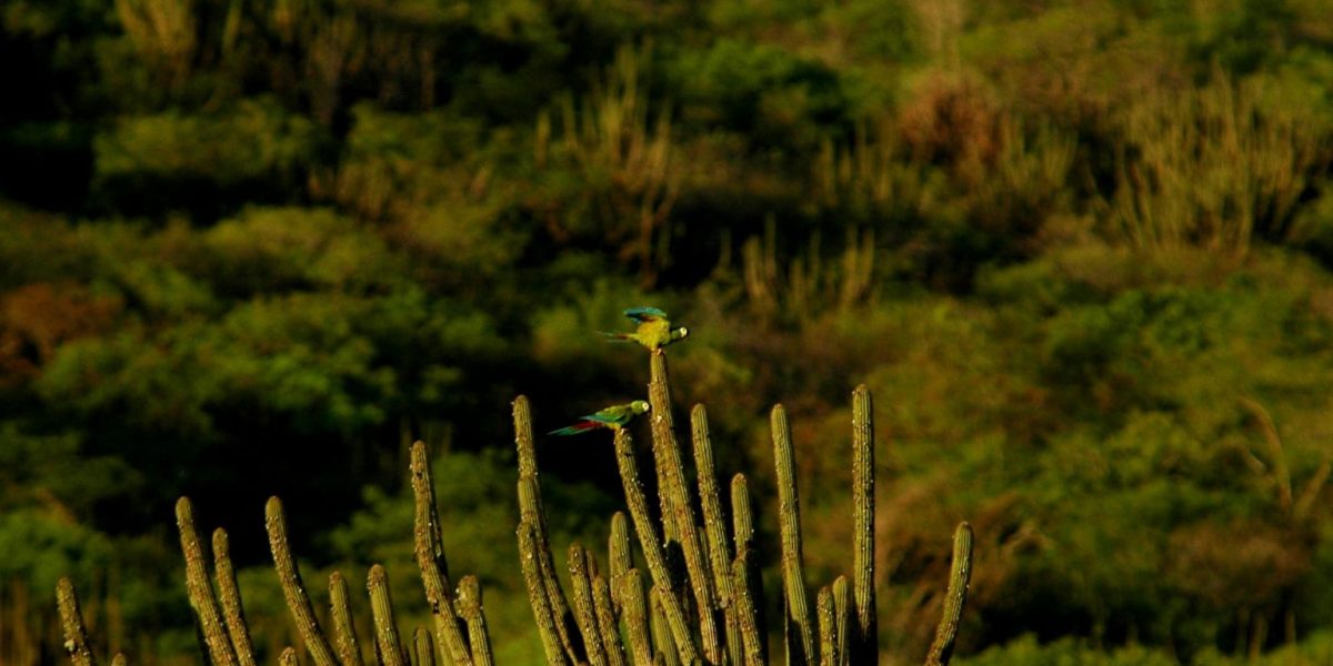 A técnica já é reconhecida pela ONU e promete transformar a restauração ambiental na Caatinga