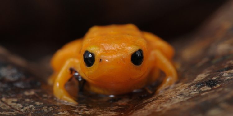 Pesquisadores constataram na Mata Atlântica mortandade sem precedentes de sapinhos que se desenvolvem longe da água com sinais de infecção pelo fungo quitrídio. Episódio coincidiu com período atípico de seca, que pode ter levado os animais a procurar corpos d’água onde patógeno prolifera (foto: Renato Martins/Unicamp)