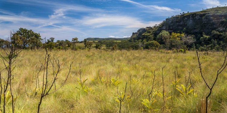 Cerrado na Chapada Guimarães. Foto: Wikimedia Commons.