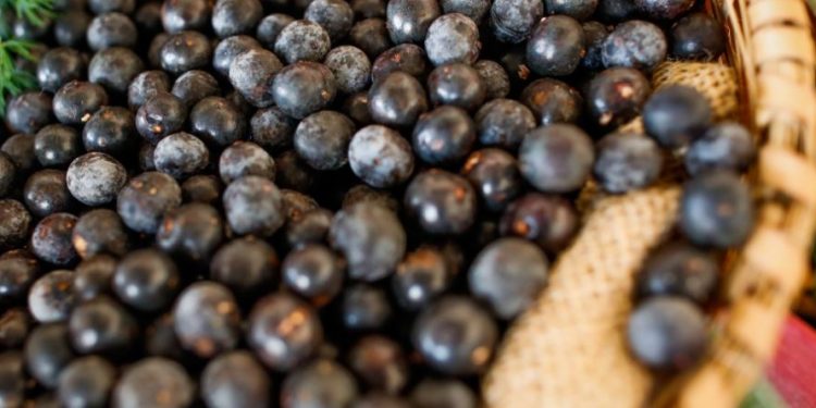 Frutos de açaí. Foto: Wenderson Nunes.