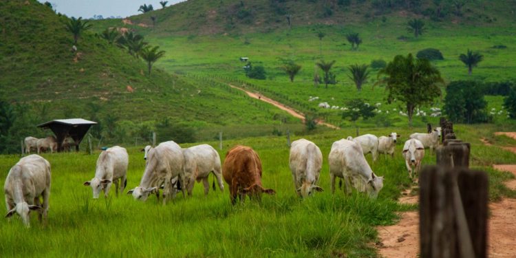 Área de pasto em São Félix do Xingu, no Pará. Foto: Marcio Isensee e Sá.