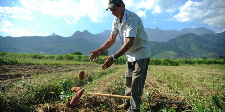 Rio de Janeiro - Colheita de batata-doce biofortificada, fornecida pela Embrapa para alguns produtores rurais de Magé-RJ alcança boa produtividade. Na foto, o agricultor Laerte Luiz da Rosa (Tomaz Silva/Agência Brasil)