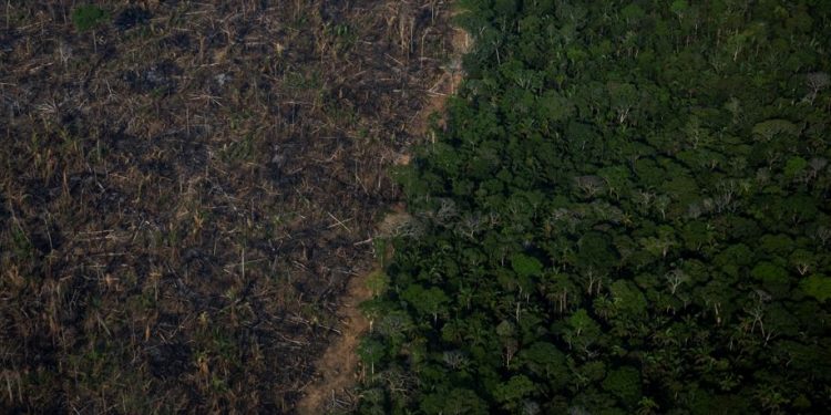 Desmatamento Amazônia agro agronegócio Lula