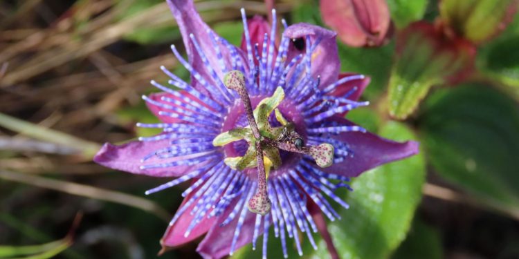 A bela floração do maracujá-das-pedras (Passiflora ita). Foto: Paulo Gonella