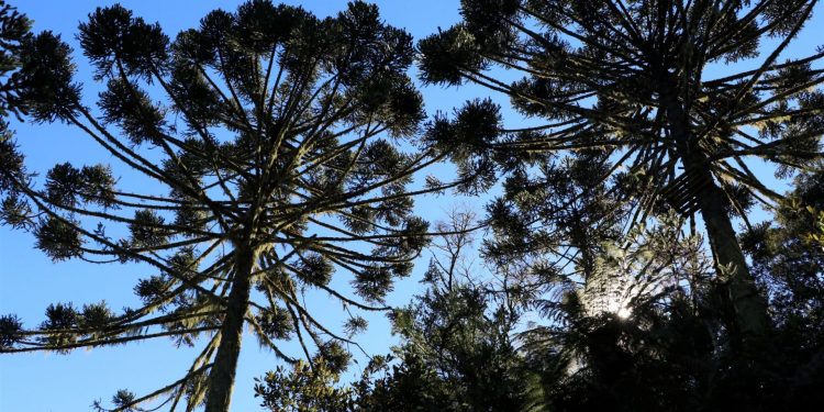 Aquecimento do planeta irá diminuir o habitat de espécies como a araucária. Foto: Duda Menegassi