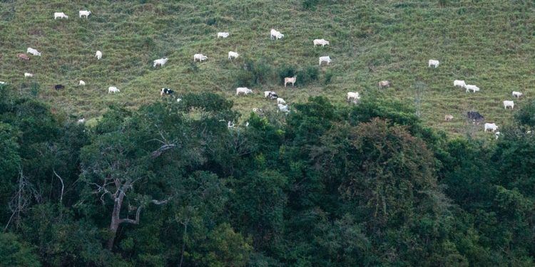 Conflito de terras já provocou a morte de 62 pessoas em São Félix do Xingu, no Pará. Foto: Yasuyoshi Chiba/AFP